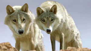 Cinema-Le-Dernier-Loup-A