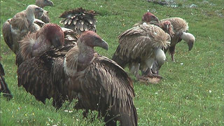 Cinema-Le-Rappel-Des-Oiseaux-A