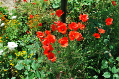 Portrait-Culture-Giverny