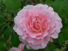 Portrait-Culture-Roses-Loubert