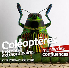 Expo-Coleopteres-Insectes