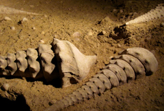Cave-aux-Coquillages