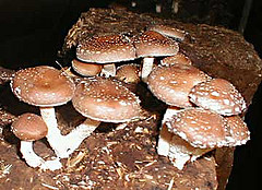 Champignon-de-l-Orme-Rond