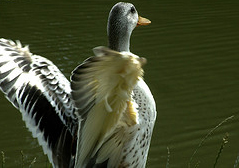 Etang-des-Roches-a-Dampierre