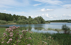 Lac-du-Der