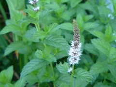 Menthe-Poivree-de-Milly