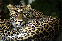 Parc-des-Felins-Nesles