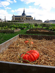 Potager-du-Roi-Versailles