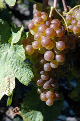 chasselas par wallisweb