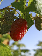 framboise perouman