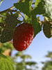 framboise_ perouman