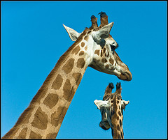 girafe uolir