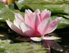 giverny popock