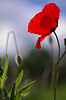 nemours coquelicot par andrep11