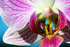 orchids- par thierry