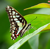 papillon_ par royle