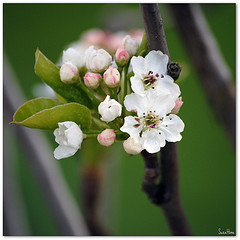 poirier fleuri suzetine