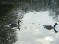 rambouillet etang popock