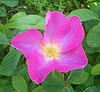 rose provins_ rwkenyon