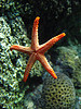 sea life par mimi bluette
