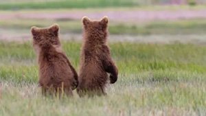 Cinema-Grizzly-A