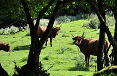 Dans-nos-Region-Auvergne