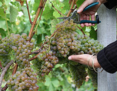 Dans-nos-Regions-Champagne-Ardennes
