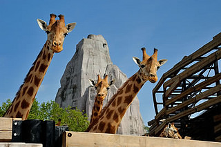 Portrait-Culture-Parc-Zoologique-De-Paris-A