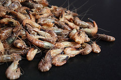 Portrait-Gastronomie-crevette