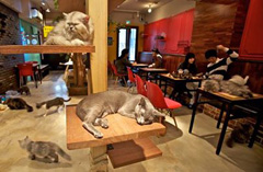 By-Night-Le-Cafe-des-Chats