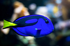 12-Aquarium-Tropical