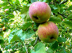 Cidre-Fermier-Roger