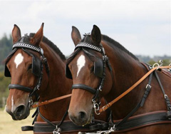 Les-Attelages-de-Verzenay