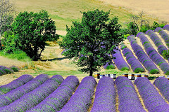 Miel-de-Lavende-de-Valensole