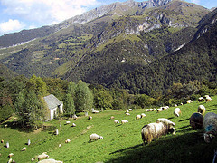 Mouton-de-Bareges-Gavarnie