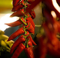 Piment-d-Espelette