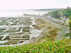 Huitres-de-Cancale