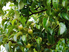 Poire-du-Domfrontais