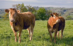 Viande-Limousine