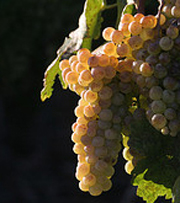 Chasselas-de-Moissac