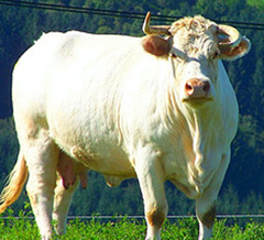 Boeuf-Charolais