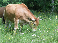 Parthenaise