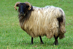 Fromage-Brebis-Manech
