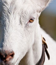 Fromage-Chevre-Blanche