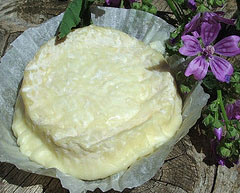 Fromage-Lacandou