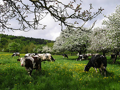 Fromage-Vache