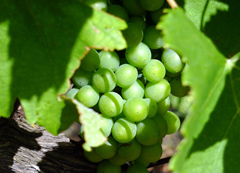 Vins-Charles-Joguet