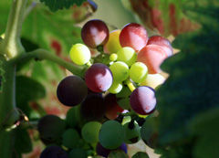 Vins-Chateau-Simone