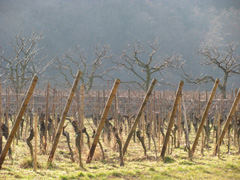 Vins-Domaine-Weinbach
