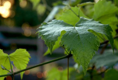 Vins-Domaine-de-Veilloux